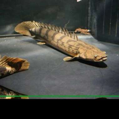 ikan palmas endlicheri size 30cm Multicolor