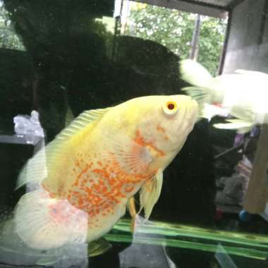 ikan Oscar Tiger albino grad a 15 cm Multicolor