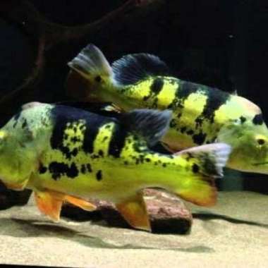Ikan predator Peacock bass/pbass monoculus Sepasang 30cm Multicolor