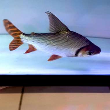 AMERICAN FLAG TAIL 30CM tankmate arwana super red Multicolor