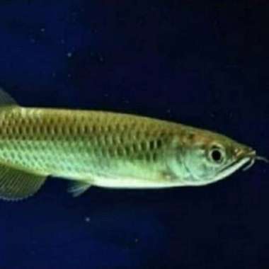 Hiasa Arowana Jardini size 12-14cm Multicolor