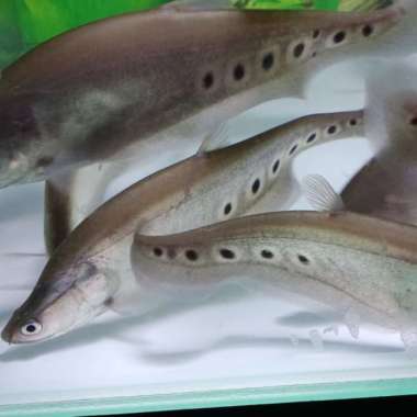 Hiasan Aquarium Ikan Belida Bangkok Ikan Predator Multicolor