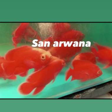 ikan oscar red chili import merah Multicolor