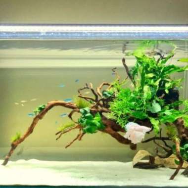 bikin paludarium aquascape Multicolor