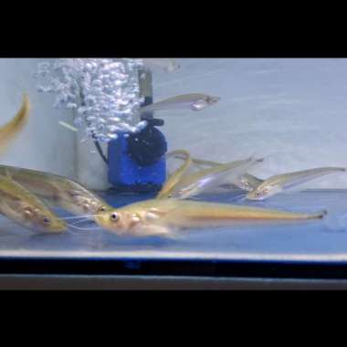 ikan lais dinema vampire catfish 15-17cm Multicolor