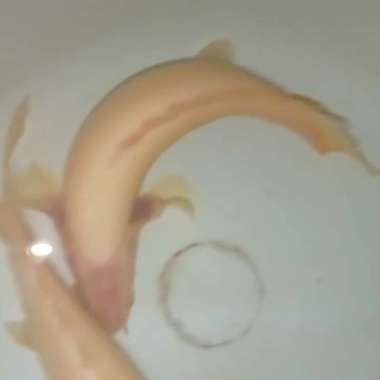 Palmas Albino Short Body/-+13cm(ikan langka) Multicolor