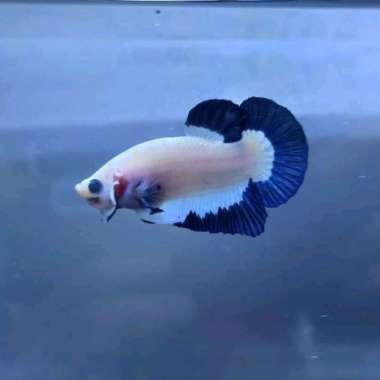 cupang bluerim/ ikan berkualitas indukan ajib. Multicolor