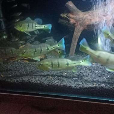 peacock bass orinoco pure 10-12cm Multicolor