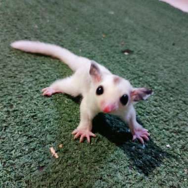 sugar glider platmoz joey betina Varian Based Information