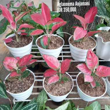 Aglaonema Red Anjamani Multicolor
