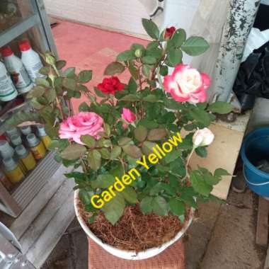 Tanaman Hias Paket 3 Mawar / Bunga Rose / Dan Pot Putih+ Serabut Multivariasi Multicolor