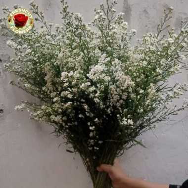 Bunga Peachok Asli Isi 100 tangkai Bunga pikok fresh