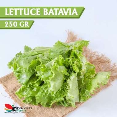 Batavia Lettuce Organik Inagreen 250 Gram Bandung