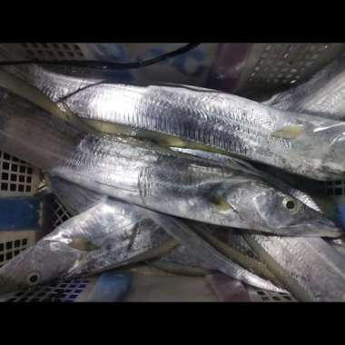 Ikan Layur Segar 1KG
