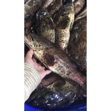 Ikan Kerapu Segar Size Besar 1kg 800-1000G