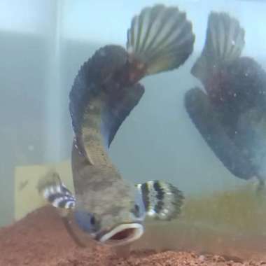 channa blue pulchra RARE MANGAP SIAP NGEPAIR 16/17CM Multicolor