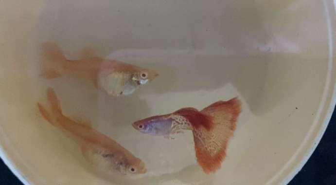 ikan guppy albino red lace tail Multicolor