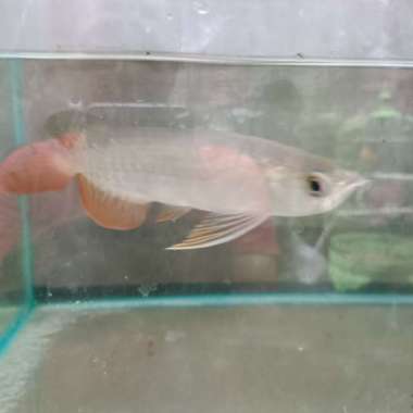 arwana golden red murah 19-20cm Multicolor