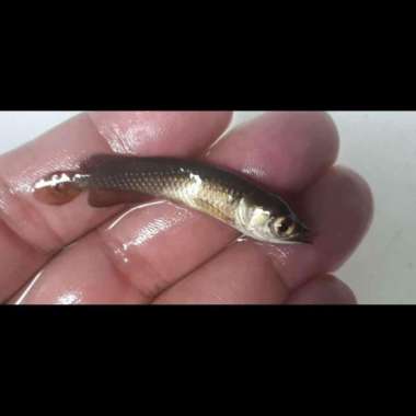 arwana jardini / arwana irian papua 6cm Multicolor