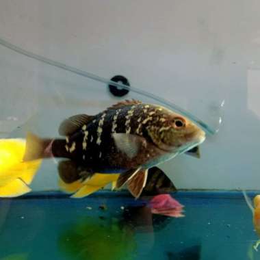 ikan carbo papua Multicolor