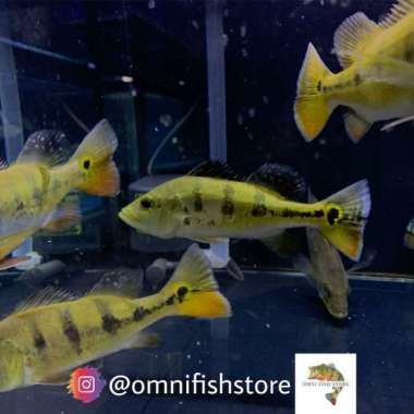 Ikan Peacock Bass Monoculus GM +- 15 16cm Multicolor