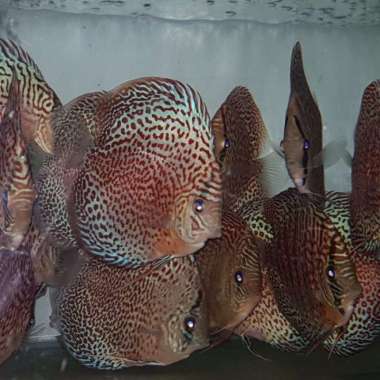 anakan discus 2cm lss-leopard-tiger paket 50 ekor Multicolor