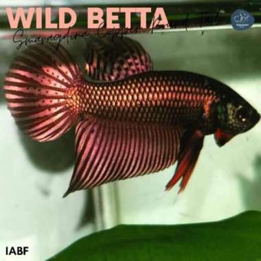 Promo Wild Betta Smaragdina Copper Round Tail - Ikan Cupang Alam. Multicolor