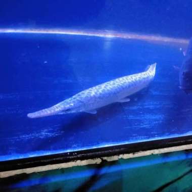 Hiasan Aquarium Florida Gar Aligator Ikan Hias Tankmate Aquascape Multicolor