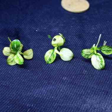 ANUBIAS NANA PINTO ORDER RYAN Multicolor