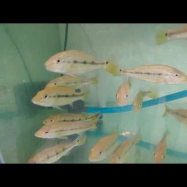 Peacoak bass xingu pure 13-15cm Multicolor