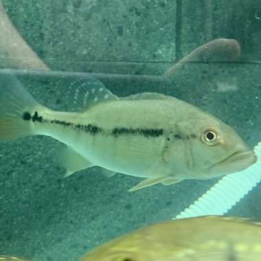 Pbass Peacock Bass Intermedia PURE High Quality Super Multicolor