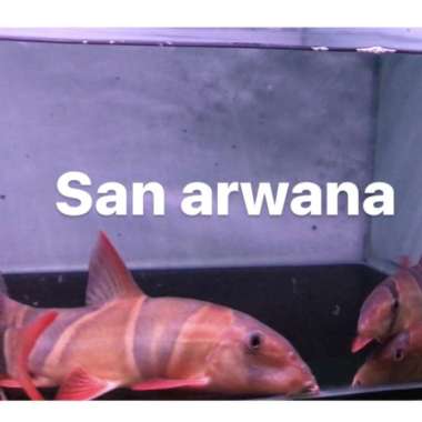 ikan botia ikan botia tankmate Multicolor