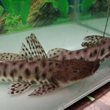 Hiasan Aquarium Ikan Hias Butterfly Catfish Ikan predator Multicolor