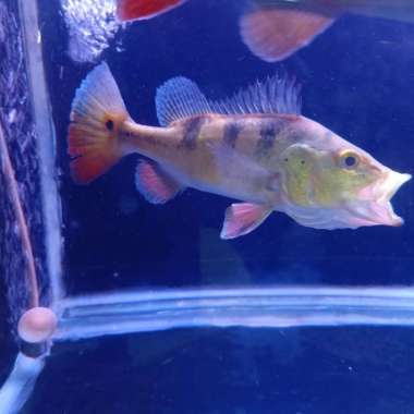 hiasan aquarium pbass monoculus Multicolor
