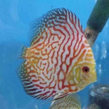 Discus Pigeon Checkerboard 3.5 inchi Multicolor