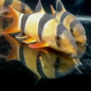 Hiasan Aquarium Ikan Botia Sumatra Ikan Tankmate Ikan Hias Multicolor