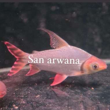 Ikan rff red feifeng rff tankmate arowana Multicolor