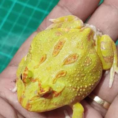 kodok pacman Albino N23 Multicolor