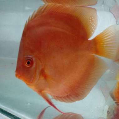 discus san merah barless Multicolor