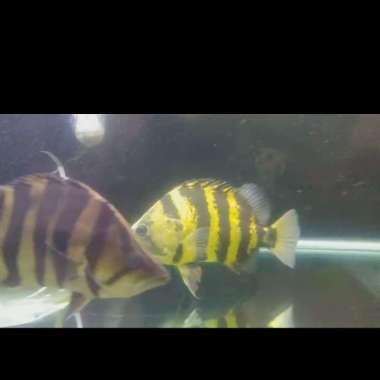 Hiasan Aquarium Datz NGT XL Multicolor