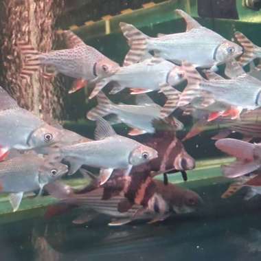 ikan red feifeng RFF Multicolor