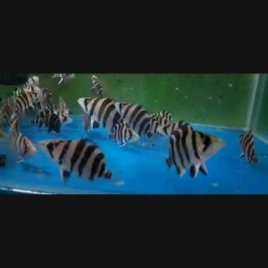 Datz sumatra 4bar 4-5cm Multicolor