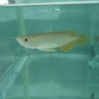 GOLDEN RED Arwana 13-14 Cm. Arwana Golden red. Multicolor