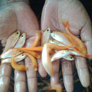 PROMO TOKO BARU!!! PAKET 100 EKOR IKAN TERAPI KAKI LEMON Multicolor