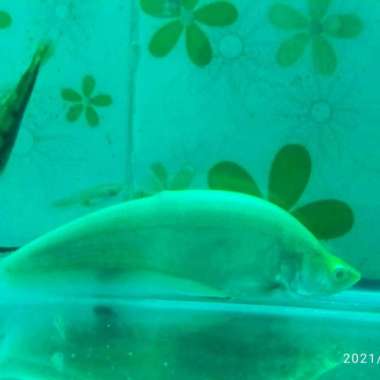 ikan belida albino Multicolor