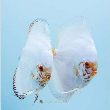 ikan discus white butterfly / discus white butterfly / discus white Multicolor