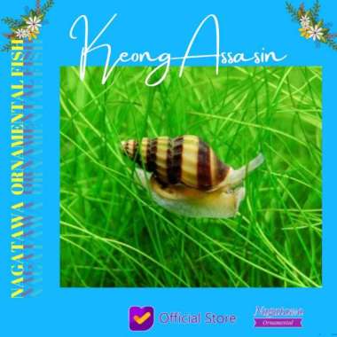 Ikan Hias Aquascape Keong Assasin