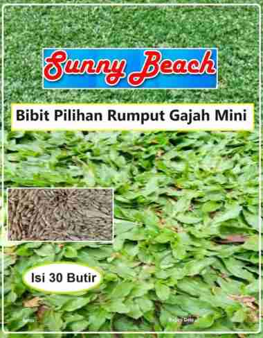 Bibit Pilihan Rumput Gajah Mini | Biji Bibit Rumput Gajah Mini