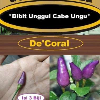 Bibit Unggul Cabe Ungu|Benih Cabe Purple|Bibit Cabai Ungu|Cabe Jepang
