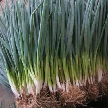 Bibit Unggul Daun Bawang Fragrant | Benih Daun Bawang Fragrant